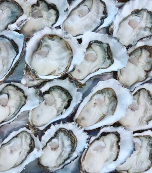 Oysters In The Shell